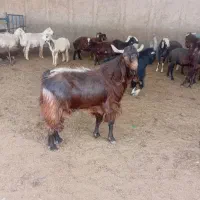 نربز