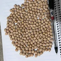 خریدار گندم، نخود ،جو