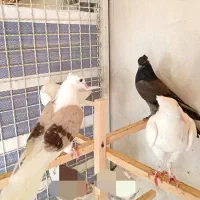 جوجه کبوتر