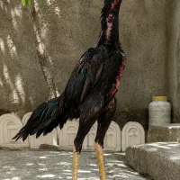 جوجه لاری ۹ ماهه