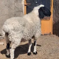 گوسفند دورگ هیکلی پرشیر آبست لنگ 3تای