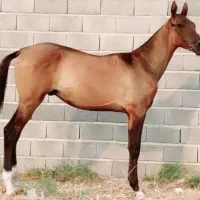 حراجی از ۴۰ تومن تا۸۰ تومن اسب