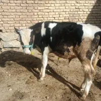 گوساله نر
