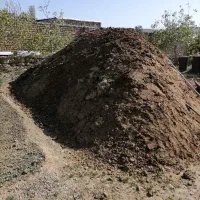 کود گاوی