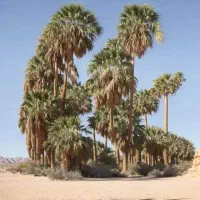 ۲۰ متر ریسه