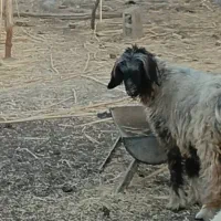 کوه ماده