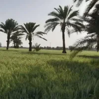 فروش زمین مسکونی در خسرو اباد