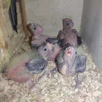 چهار عدد جوجه سرلاکی عروس هلندی به قیمت