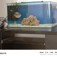 آکواریوم وفلاور هورن 3بند نیم فقدر هم پیام بدین