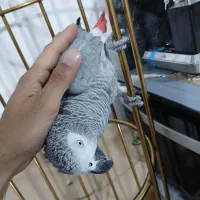 کاسکو