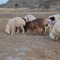 بره نر چینی عربی چپ دم وبزغاله نر