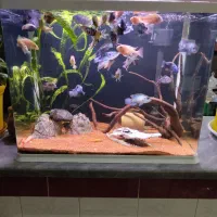 آکواریوم دلسا