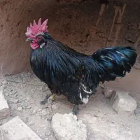 خروس فروشی مدل پرپایی دوتاش ۲۴۰۰