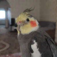 عروس هلندی گمشده