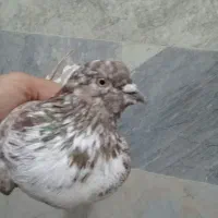 تعداد۳عدد کبوتر