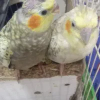 کارون قلعه چنعان بعد کمربندی روستای کوی امام حسین