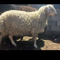 بره نر محلی حدود ۶۰تا۶۵فروشی