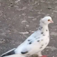 کبوتر گمشده