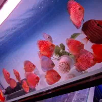 ماهی آکواریومی