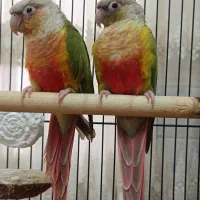 گرینچک آناناسی دستی