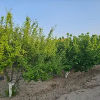 باغ و باغچه180متری /برق و آب/درختان کهن|فروش زمین و ملک کلنگی|تهران, امیریه|دیوار