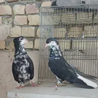 گلین دمگیر دوبحر دوبهر