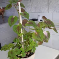 گل حسن یوسف