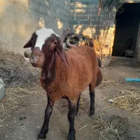 بره شیرمست