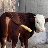 فروش‌وخریداری‌گوساله