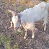 تکه سانن