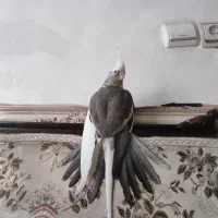 یک جفت مولد عروس هلندی با کیفیت