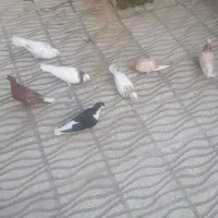 کبوتررنگی خوشکل