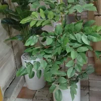 درخت و درختچه