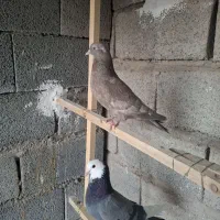 کفتر پرشی