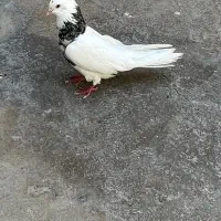 یک عدد طوق هفرنگ
