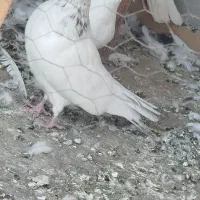 کبوتر به شرط