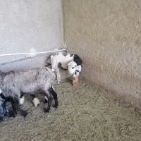 فروش بره نر ماده