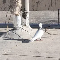 نرطوقی الماسی گمشده درمهر شهر