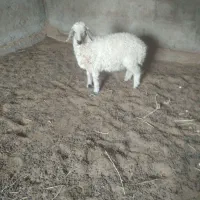 بره نر چاغ
