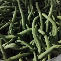 لوبیاسبز ارگانیک