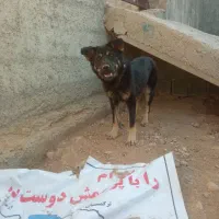 سگ ژرمن