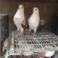 کبوتر