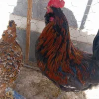 خروس زیبای گلین به همراه یک مرغ