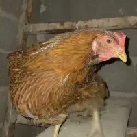 مرغ تخم کن