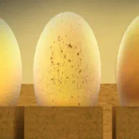 تخم مرغ نطفه دار