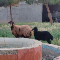 میش بره