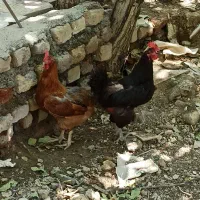 خروس