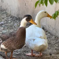 اردک بالغ بسیار تمیز و سالم