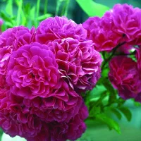 گل محمدی تازه چیده شده