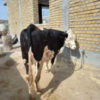 تلیسه داشتی